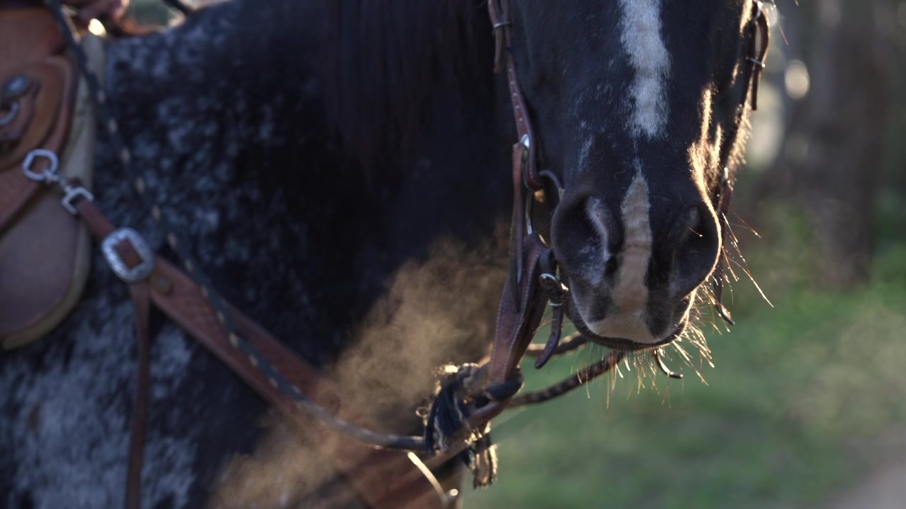 Primo piano di un cavallo che sbuffa vapore in una fredda mattina all'alba | Movimento lento
