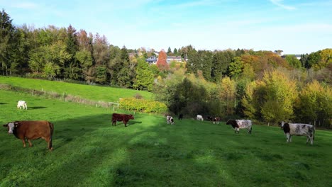 cows grazing in the meadow in germany