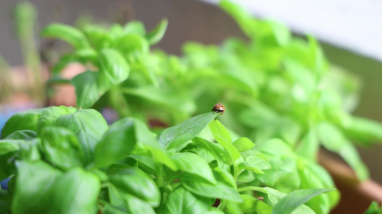 Coccinella che si arrampica su una foglia di basilico