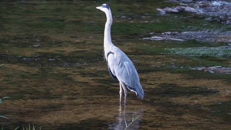 grey heron with reflection on clear flowing water of yangjae stream in seoul, south korea