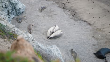 Leones-Marinos-Durmiendo-Y-Descansando-En-Las-Costas-Del-Norte-De-California