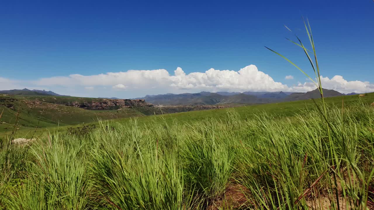 Maloti mountain range and farms in Free-state province near Clarens town and the Lesotho border. Roadside grass and flowers moving in the wind.