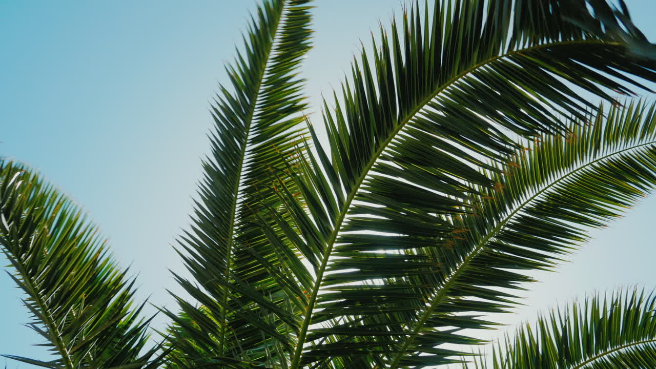 Crane Shot: A Sunny Day In The Warm South 2