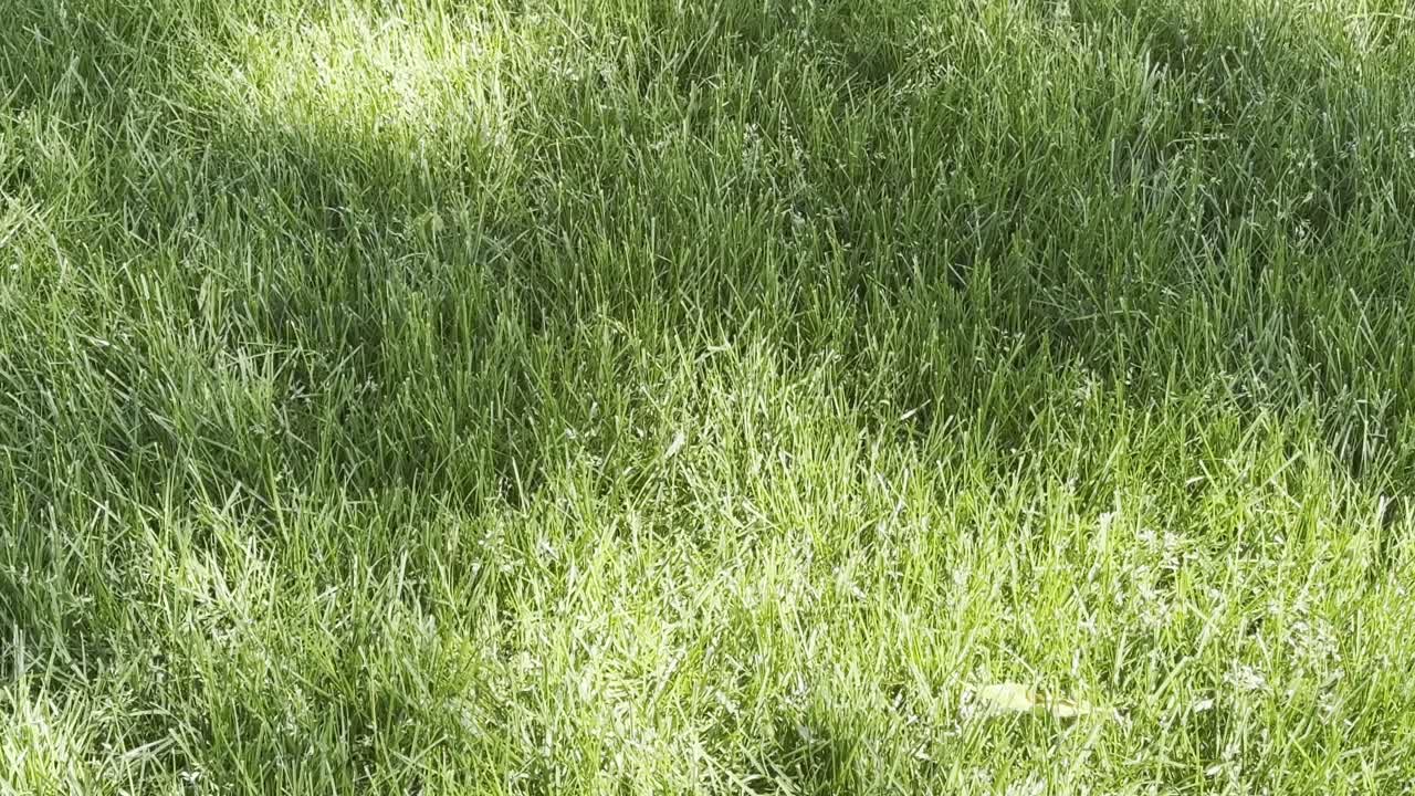 여름날에 높은 나무를 드러내는