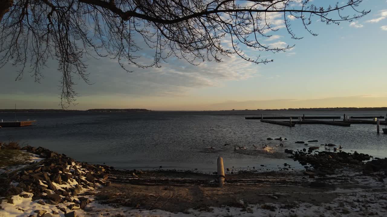 이른 아침 일출 동안 겨울 물 표면에 있는 오리와 백조