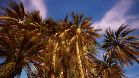 palm trees against a dramatic sky