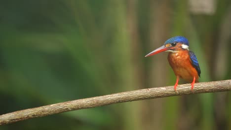 the blue-eared kingfisher bird dives down from the top of the branch and then returns to the top of the branch carrying the fish it has caught