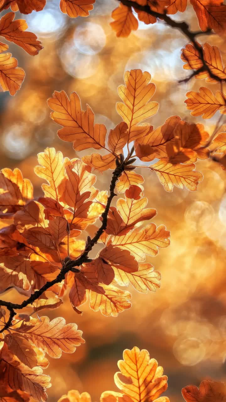 Close-up video of autumn leaves with sunlight filtering through, creating a warm, bokeh effect