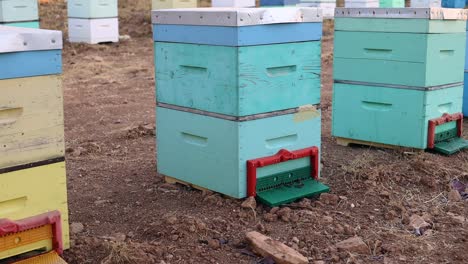 toma estática de colmenas activas con abejas entrando y saliendo de la colmena