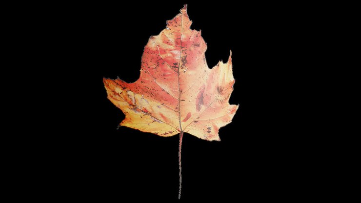 colección de hojas de otoño