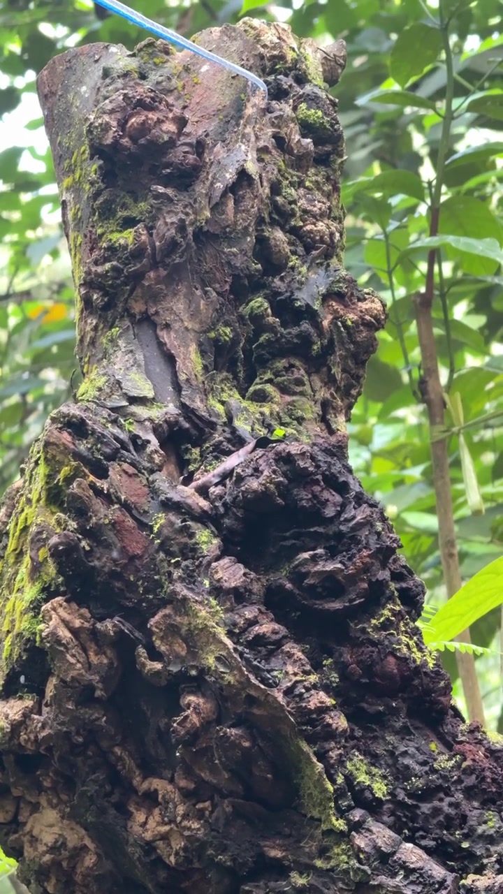 Water Dripping from Tube onto Mossy Tree Trunk