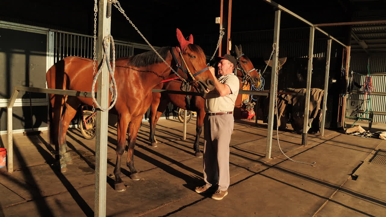 hombre vistiendo arnés caballo con equipo