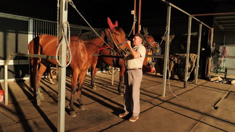 man dressing harness horse with equipment