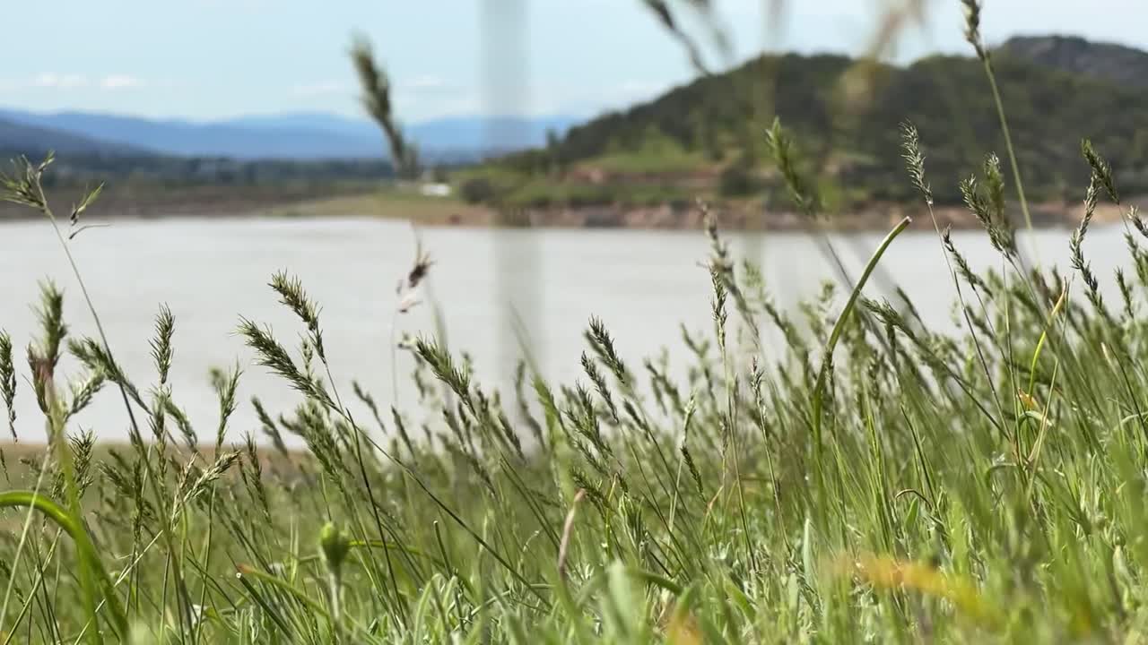 Low-angle close-up on grass next to Emigrant Lake