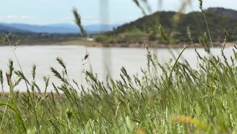 low-angle close-up on grass next to emigrant lake