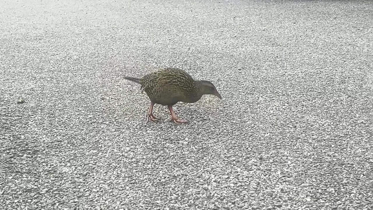 Un uccello kiwi cerca cibo lungo un sentiero di ghiaia alla luce del giorno.