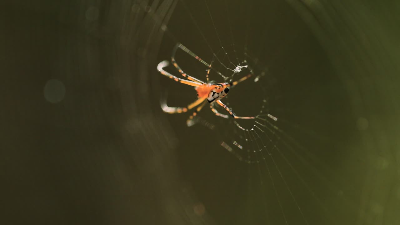 거미와 흐린 배경에 고립 된 웹의 매크로 샷
