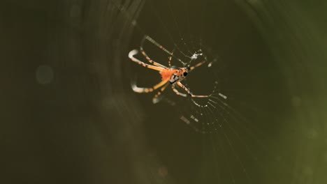 Tiro-Macro-De-Araña-Y-Su-Web-Aislado-Sobre-Fondo-Borroso