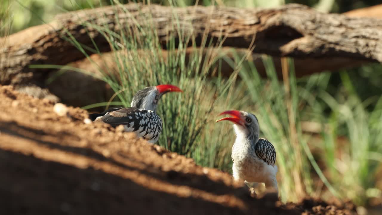 A pair of red-billed hornbills feeding on the ground, filmed from a low angle in the Greater Kruger