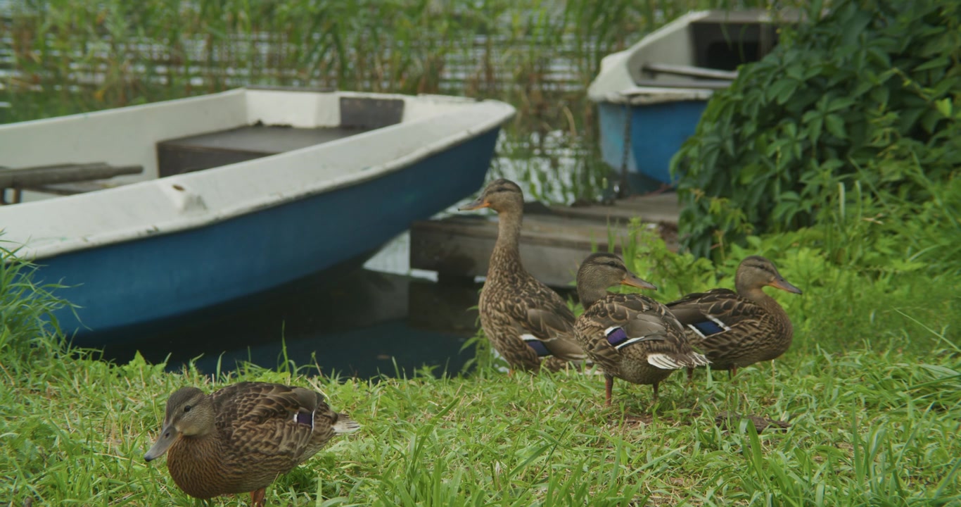 Un gruppo di germani reali selvatici foraggia e si posa su una rigogliosa sponda verde del fiume con barche a remi blu e bianche ormeggiate sullo sfondo. Autentica scena naturale per concetti di sostenibilità e fauna selvatica