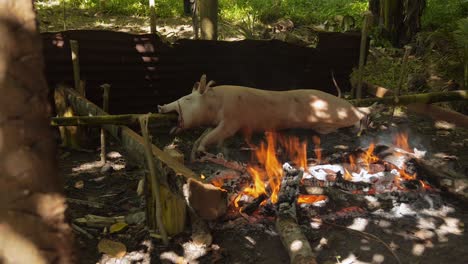 een heel varken dat op de traditionele manier in de filipijnen op de barbecue wordt geroosterd