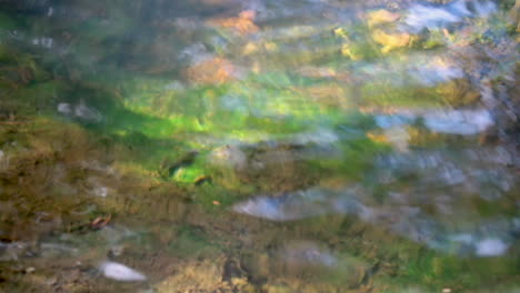 agua rápida que fluye de un arroyo con hojas y ramas, en un parque en nueva zelanda
