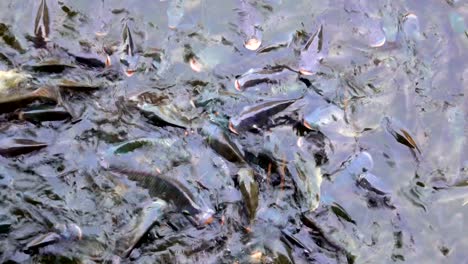 feeding fish concept. it tilapia fish floating and swimming find food in pond