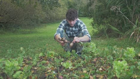 young male gardener inspecting home grown turnips for harvesting