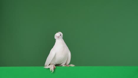 pigeons with white beautiful plumage sit in a studio with a green screen chroma key. birds pose, spread their tails and coo. close up. slow motion