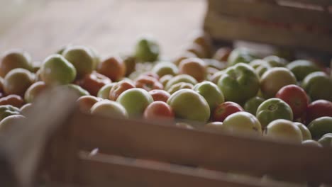 Baskets-with-organic-harvest-of-genetically-modified-tomatoes