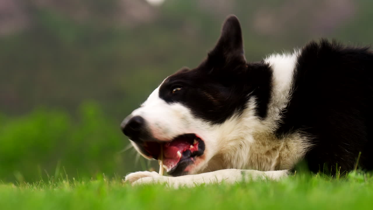 Adorable black and white border collie pet dog on lawn chews bone, telephoto