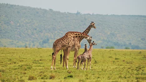 slow motion shot of baby giraffe walking close to mother, cute newborn learning to walk, african wildlife in maasai mara national reserve, kenya, africa safari animals in masai mara north conservancy