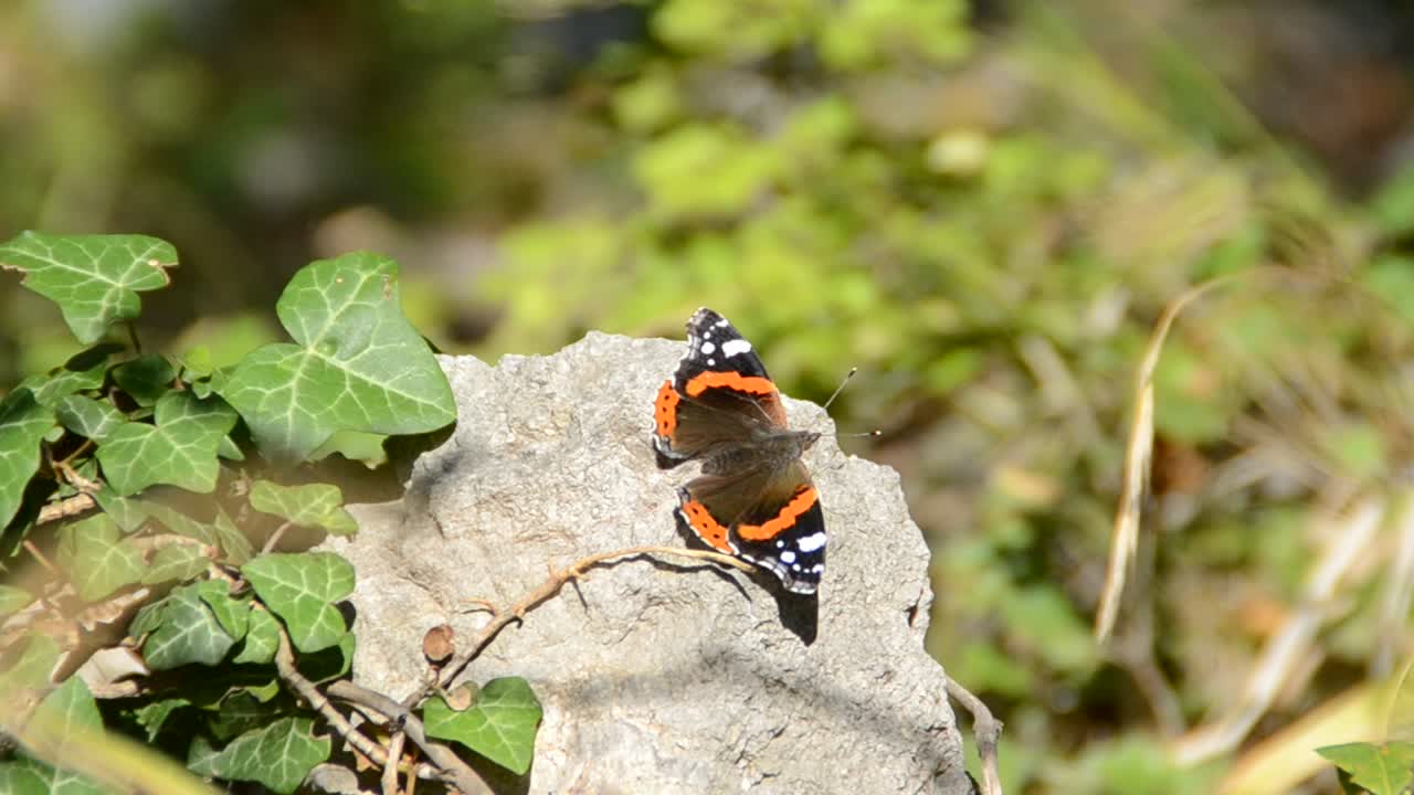 farfalla sui fiori