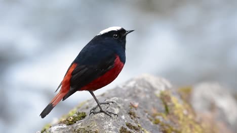 the white-capped redstart is known for its white lovely crown, dark blue-blackish wings and brown under feathers and its tail starts with red