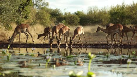 plano amplio de una manada de impalas bebiendo de un pozo de agua, gran kruger.