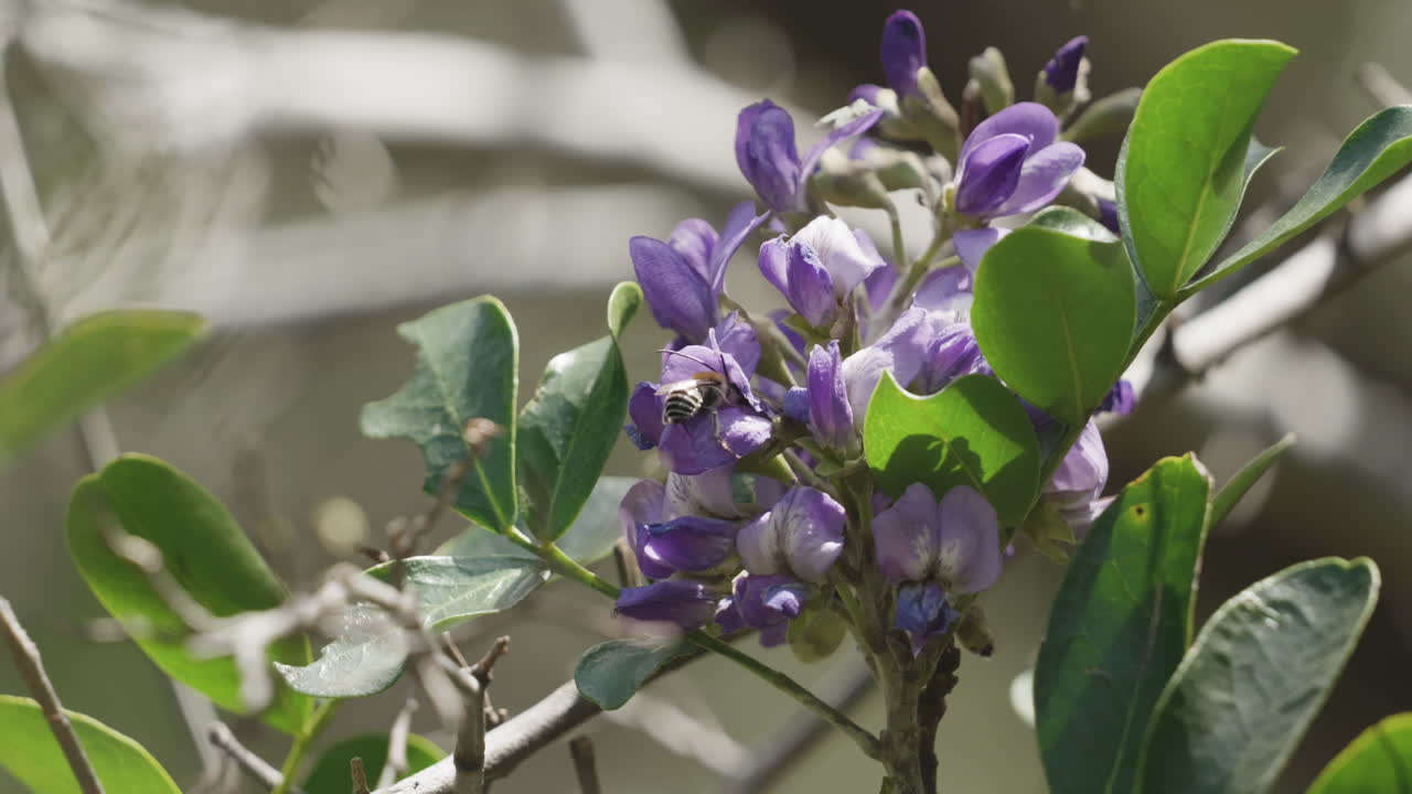 A honey bee crawls over a purple flower and sticks its head in to collect pollen