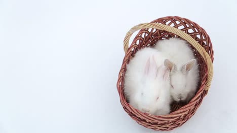 easter – sweet and fluffy white bunny in a basket with flowers on a grey background