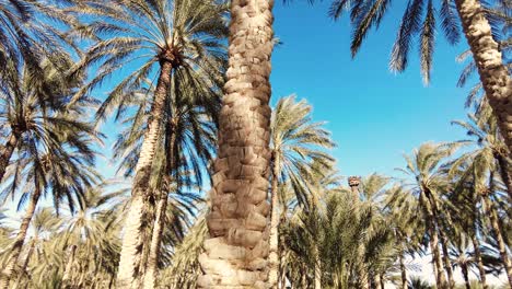 date palm plantation deglet nour with sun rays in the region of biskra algeria