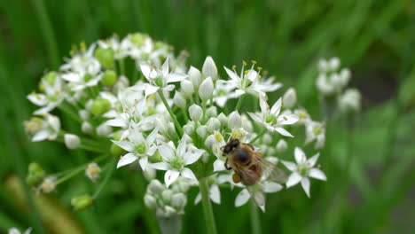 Abeja-Melífera-Recolecta-Néctar-De-Flores-De-Cebollino