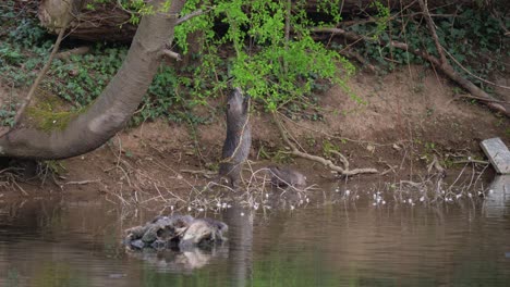 Toma-Estática-De-Rata-Nutria-Salvaje-De-Pie-Y-Agarrando-Rama-Con-Hojas-En-La-Naturaleza,-De-Cerca