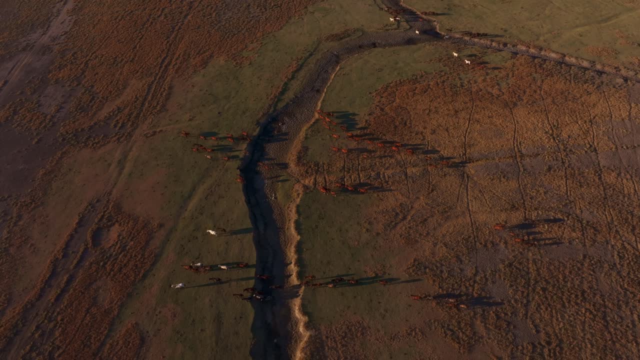 Cavalli selvaggi vagano liberamente a Kayseri, Turchia, sotto uno splendido tramonto