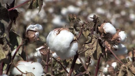 primer plano de la fruta madura del algodón en california, ee.uu.