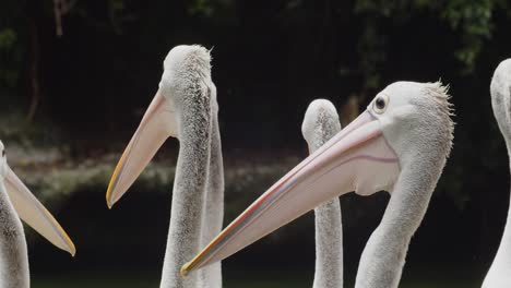 grupo de pelícanos australianos, de cerca