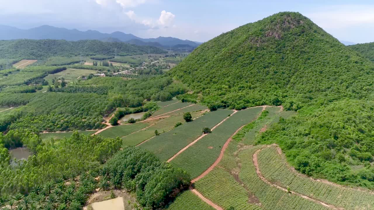 plantaciones de piña o granja de piña y vistas a la montaña en tailandia filmadas en dji pt4