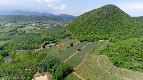 Ananasplantagen-Oder-Ananasfarm-Und-Ein-Bergblick-In-Thailand,-Aufgenommen-Mit-Dji-Pt4