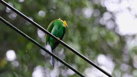 perched on an electric wire as it preens itself and scratches, long-tailed broadbill psarisomus dalhousiae, khao yai national park, thailand