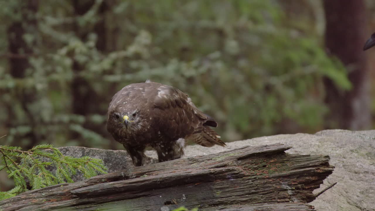 Un corvo furtivo si intromette mentre una poiana comune si nutre nel bosco, primo piano statico