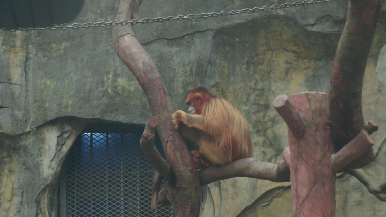 Inquadratura grandangolare statica di una scimmia dal naso camuso dorata appollaiata su un ramo d'albero in un recinto dello zoo, con parete di cemento rocciosa e catena sospesa.