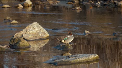 resting male eurasian teal on top of a rock in shallow river stream in yangjae, seoul, south korea