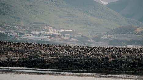 una gran bandada de aves marinas cormoranes en el canal de beagle, ushuaia, argentina